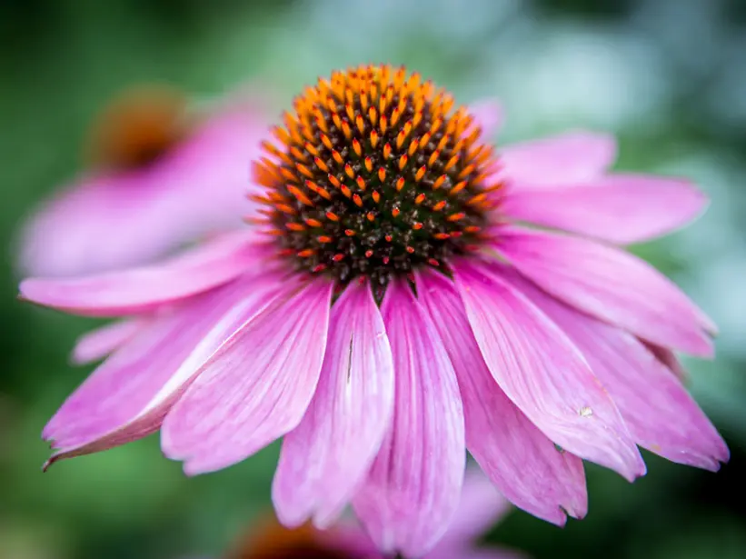 Echinacea, un aiuto dalla natura per le difese del nostro organismo