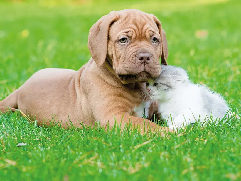 Cani, gatti e sane abitudini