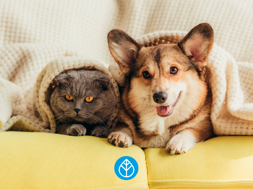 Antiparassitari veterinari: efficacia, sicurezza e nuove frontiere